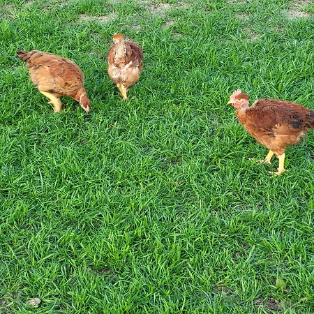 Capayrou - La Plume * Grazac (Haute-Garonne)