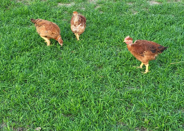 Capayrou - La Plume * Grazac (Haute-Garonne)